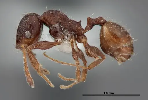 Pheidole senex - FMNHINS0000062771
