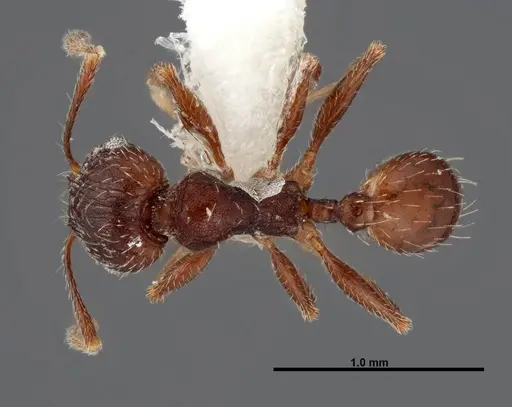 Pheidole senex - FMNHINS0000062784