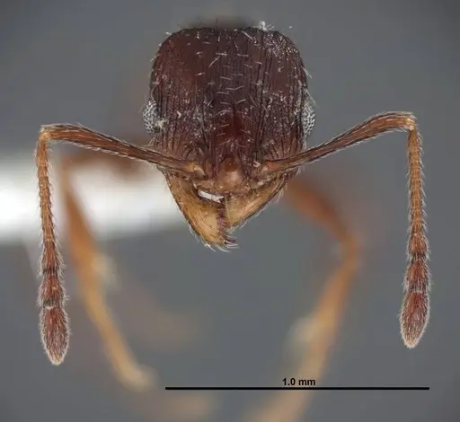 Pheidole senex - FMNHINS0000062784