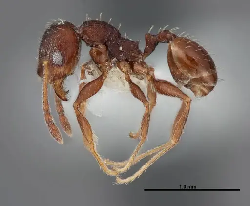 Pheidole senex - FMNHINS0000062784