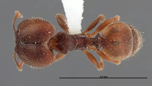 Pheidole senex - FMNHINS0000062794