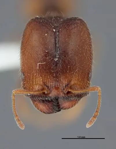 Pheidole senex - FMNHINS0000062794