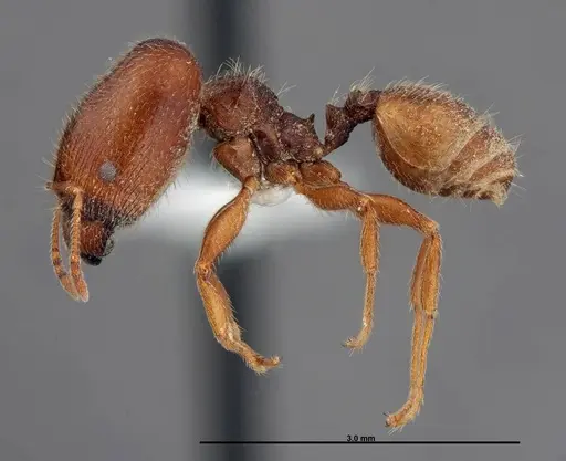 Pheidole senex - FMNHINS0000062794