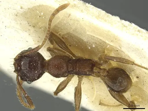 Pheidole senilis specimen
