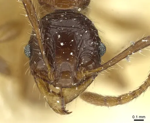 Pheidole senilis specimen