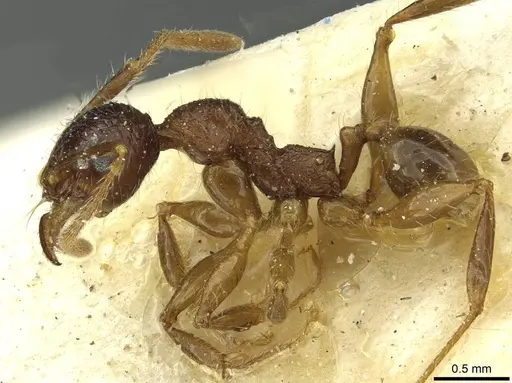 Pheidole senilis specimen