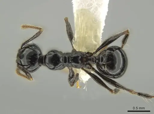 Pheidole sensipelada specimen