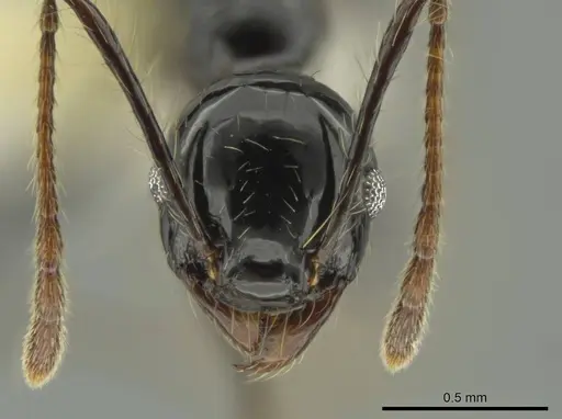 Pheidole sensipelada specimen