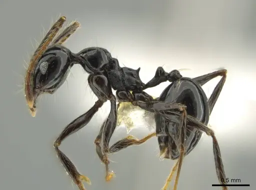 Pheidole sensipelada specimen