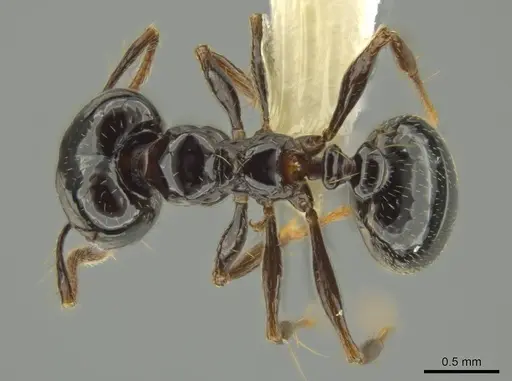 Pheidole sensipelada - CASENT0631275