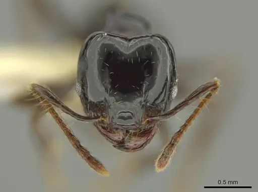 Pheidole sensipelada - CASENT0631275