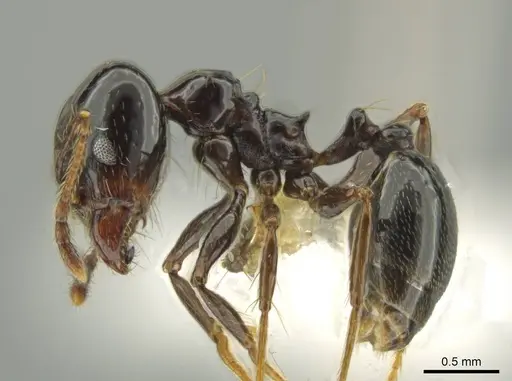 Pheidole sensipelada - CASENT0631275