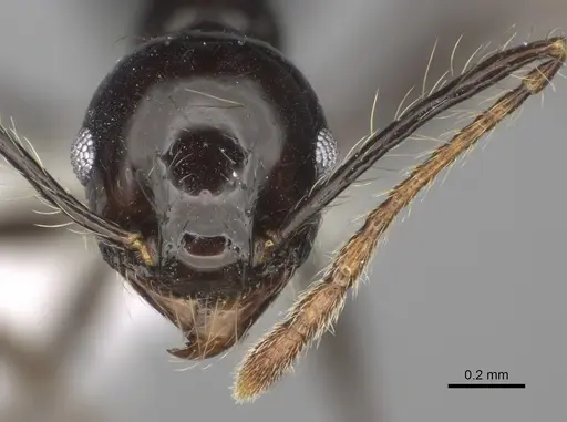 Pheidole sensipelada - CASENT0646448