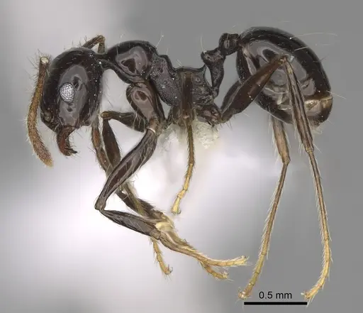 Pheidole sensipelada - CASENT0646448