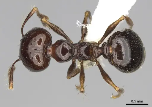 Pheidole sensipelada - CASENT0646453