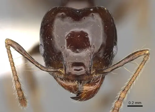 Pheidole sensipelada - CASENT0646453