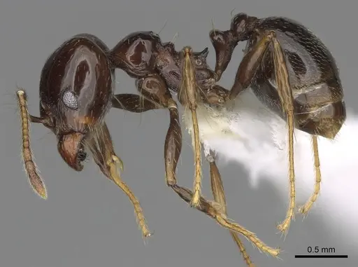 Pheidole sensipelada - CASENT0646453