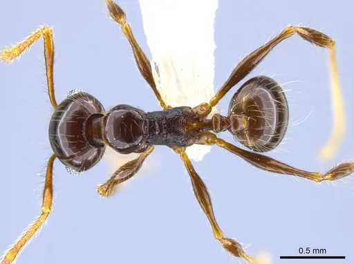 Pheidole sensitiva specimen
