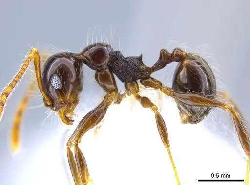 Pheidole sensitiva specimen