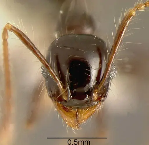 Pheidole sensitiva - CASENT0635525