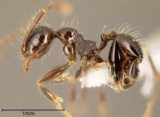 Pheidole sensitiva - CASENT0635525