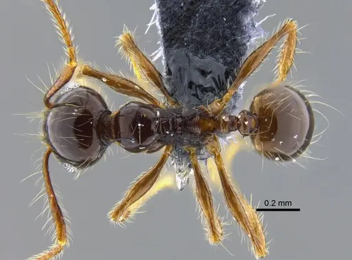 Pheidole sensitiva - CBUMAGENT42051