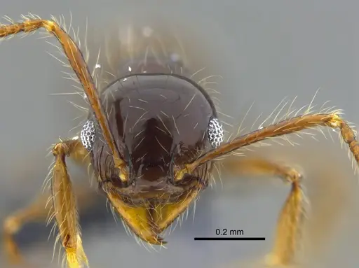 Pheidole sensitiva - CBUMAGENT42051