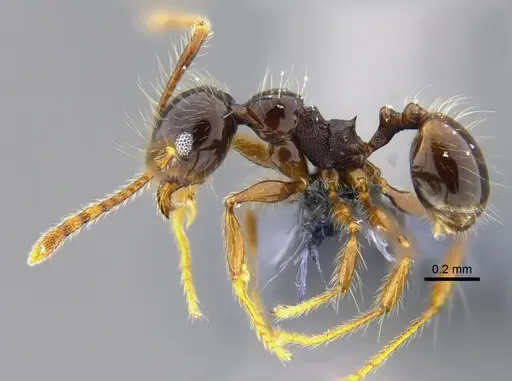 Pheidole sensitiva - CBUMAGENT42051