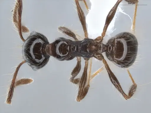 Pheidole sensitiva - ECOFOG-BAF19-0049-03