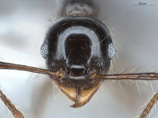 Pheidole sensitiva - ECOFOG-BAF19-0049-03