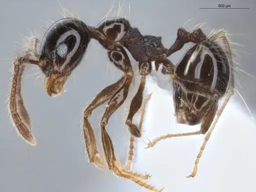 Pheidole sensitiva - ECOFOG-BAF19-0049-03