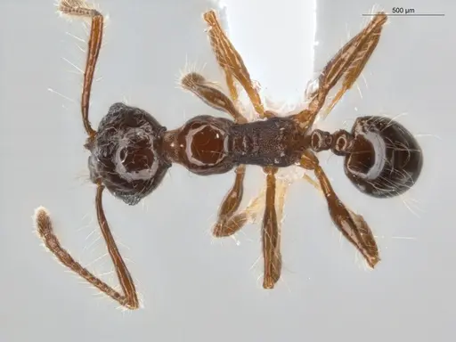 Pheidole sensitiva - ECOFOG-IT14-1010-13