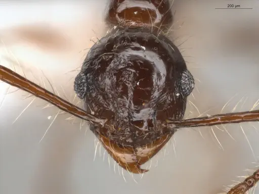 Pheidole sensitiva - ECOFOG-IT14-1010-13