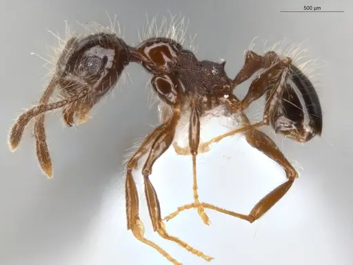 Pheidole sensitiva - ECOFOG-IT14-1010-13