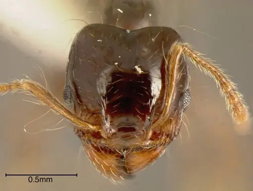 Pheidole sensitiva - INBIOCRI001242794