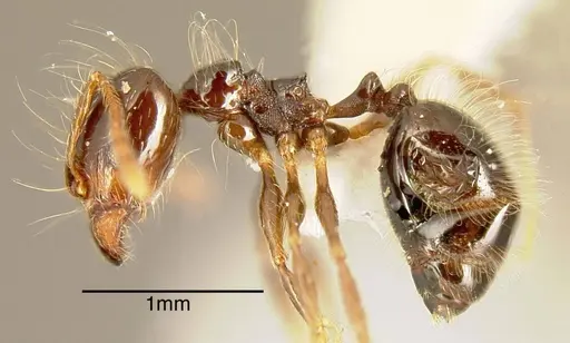 Pheidole sensitiva - INBIOCRI001242794