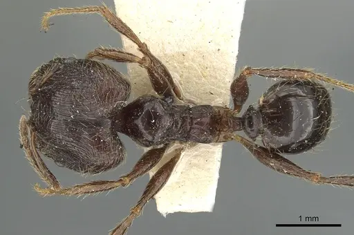 Pheidole sepulchralis specimen