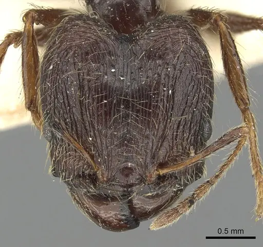 Pheidole sepulchralis specimen