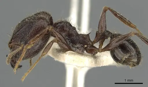 Pheidole sepulchralis specimen