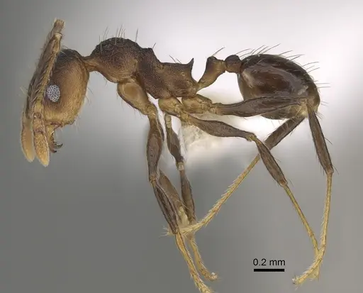 Pheidole sepultura specimen