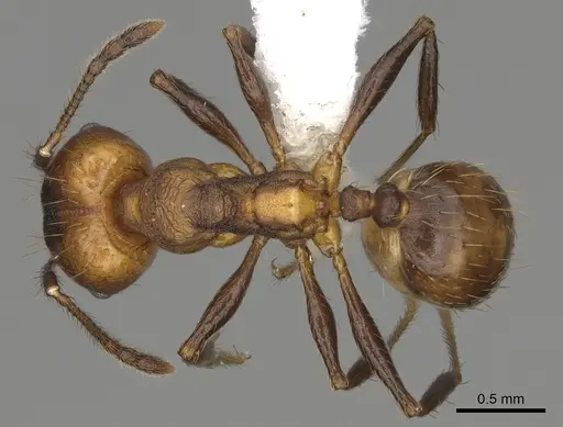 Pheidole sepultura - CASENT0646599