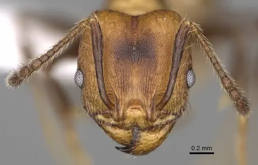 Pheidole sepultura - CASENT0646599