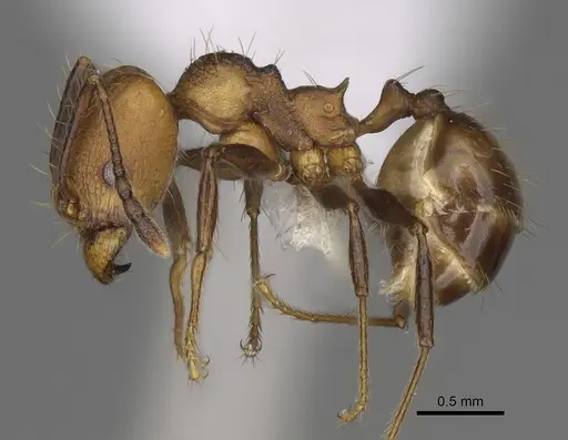 Pheidole sepultura - CASENT0646599