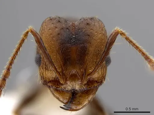 Pheidole sepultura - JTLC000014191