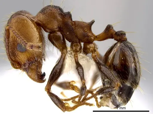 Pheidole sepultura - JTLC000014191