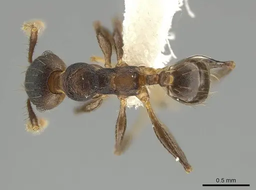 Pheidole sepultura - JTLC000014192