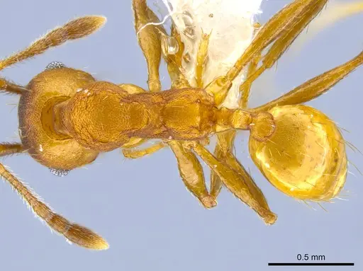 Pheidole sepultura - JTLC000014248