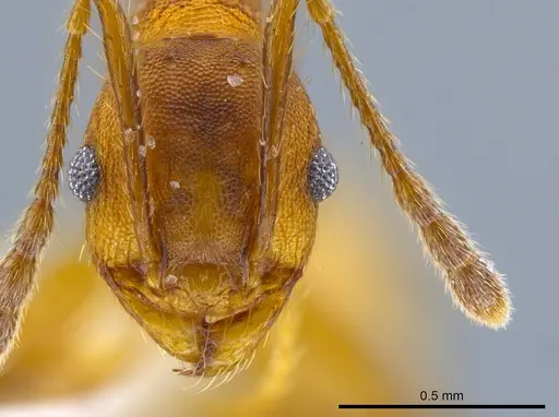 Pheidole sepultura - JTLC000014248