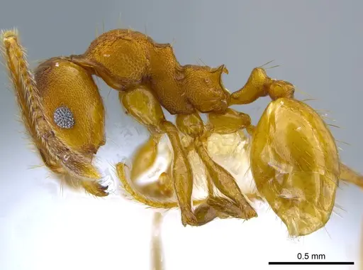 Pheidole sepultura - JTLC000014248