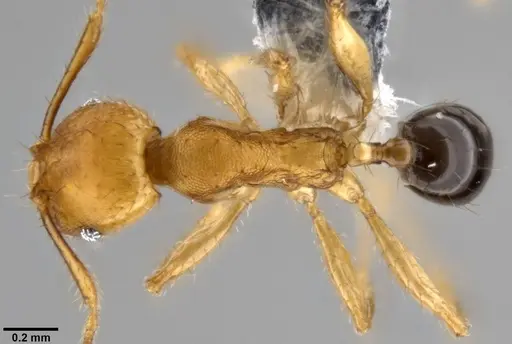 Pheidole sericella specimen